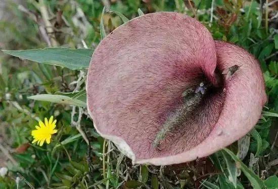 呕好臭这10种花真是世界上最难闻的谁受得了啊