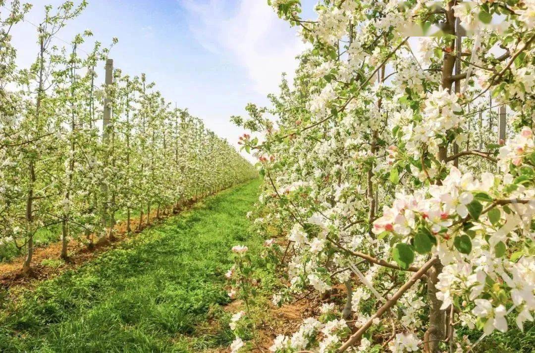 头条灵宝苹果花节盛大启幕高清大图