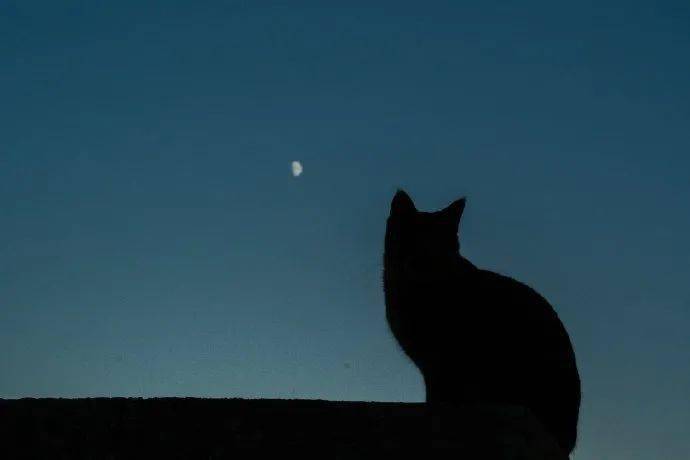 夜空下的猫影 多么矫健