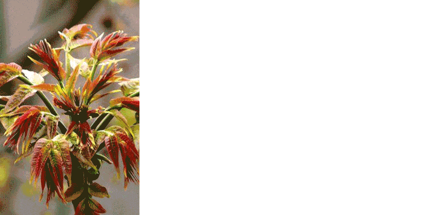 春光的妩媚喜欢湖州的春天草长莺飞,万物复苏