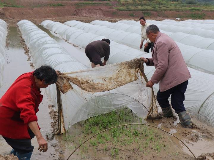 2000多亩水稻田,大户为啥抢着种?——重庆农业大区的春耕新事