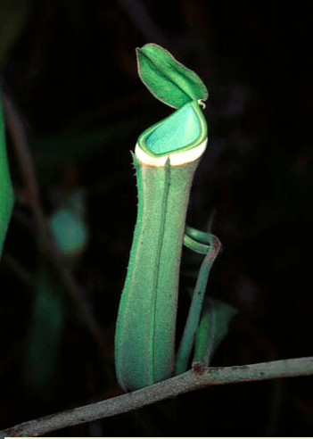 棵树上挂着一个长有白环的笼子,你会很容易辨认出这是一株白环猪笼草