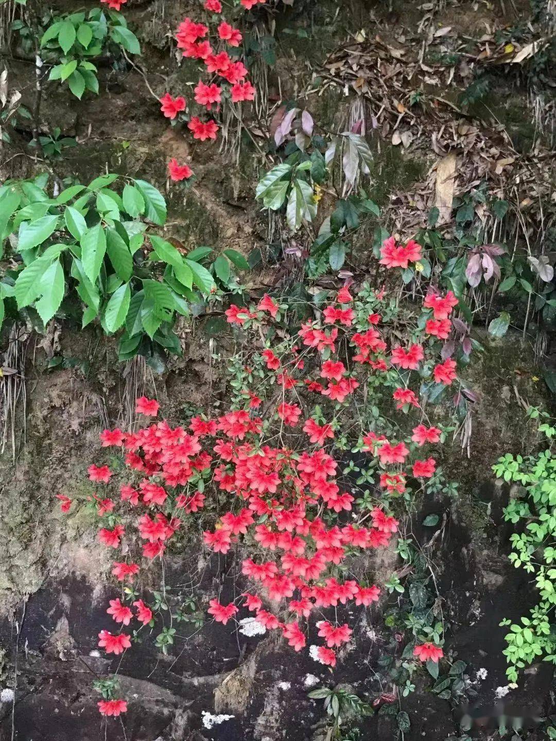 野生刺苔花图片