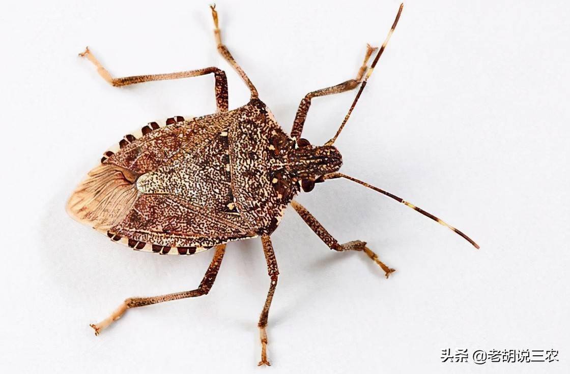 会放臭屁的虫子为啥会被墨西哥人当成宝原来臭板虫不一般