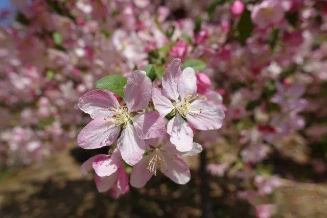 【饴糖】海棠malus sugar tyme43. 【亚当】海棠malus adams44.