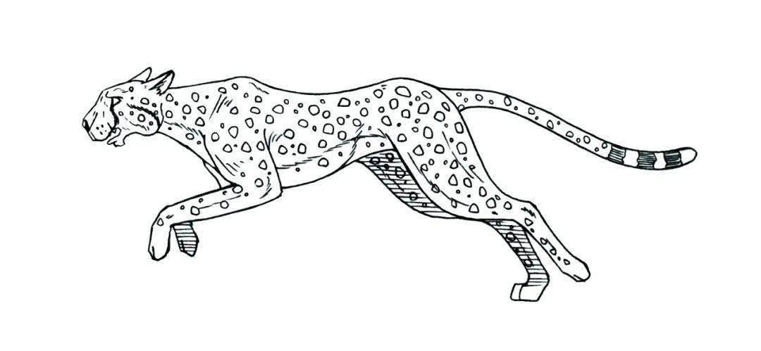 奔跑的猎豹简笔画图片