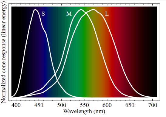 人的3种视锥细胞分别对红,绿,蓝3种颜色的光敏感度高,图片来源