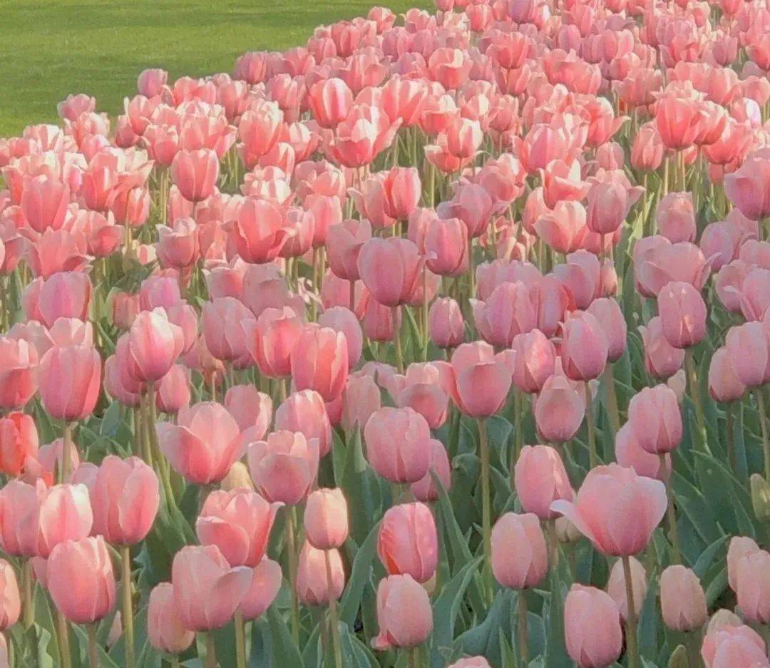 火爆朋友圈魔都郁金香花海来了不能错过的春日限定