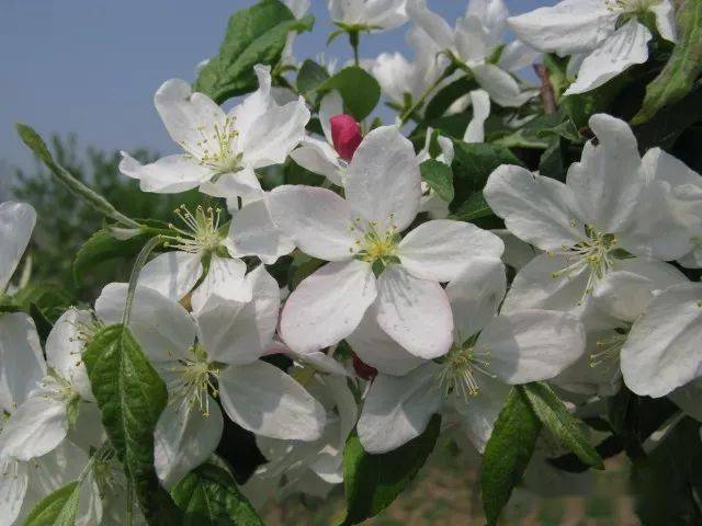 【饴糖】海棠malus sugar tyme