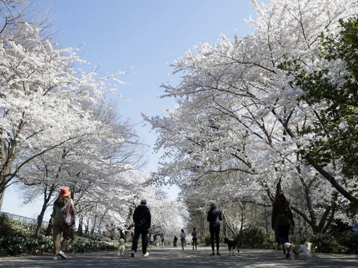 美国纽约中央公园樱花盛开