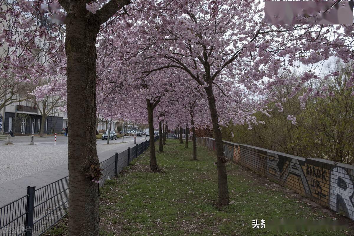 美如画卷德国柏林樱花绽放