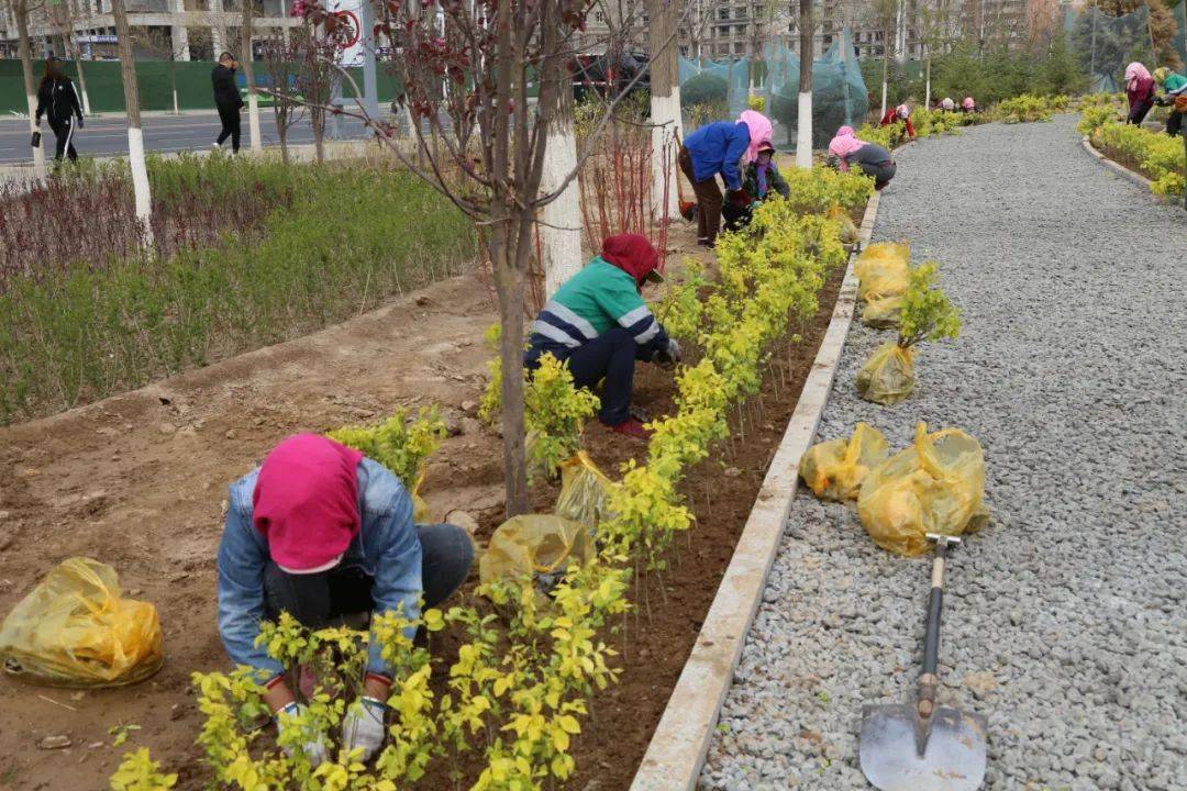 图集春季绿化正当时园林工人忙补植