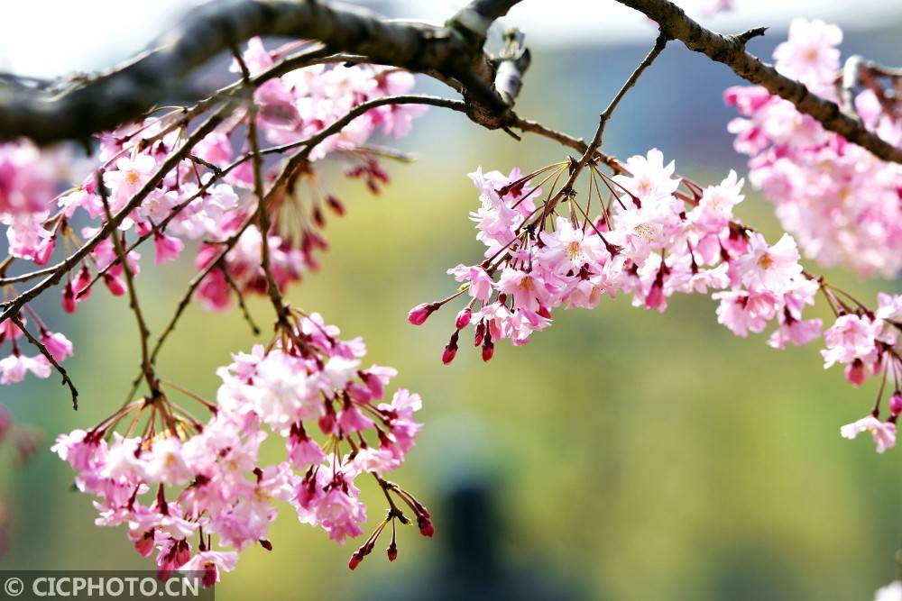山东青岛:百花盛开春意浓