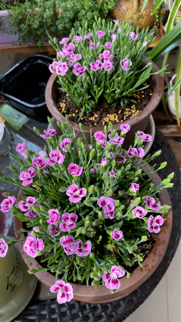 石竹花是一种多年生的草本植物,开花的时候花瓣上面就