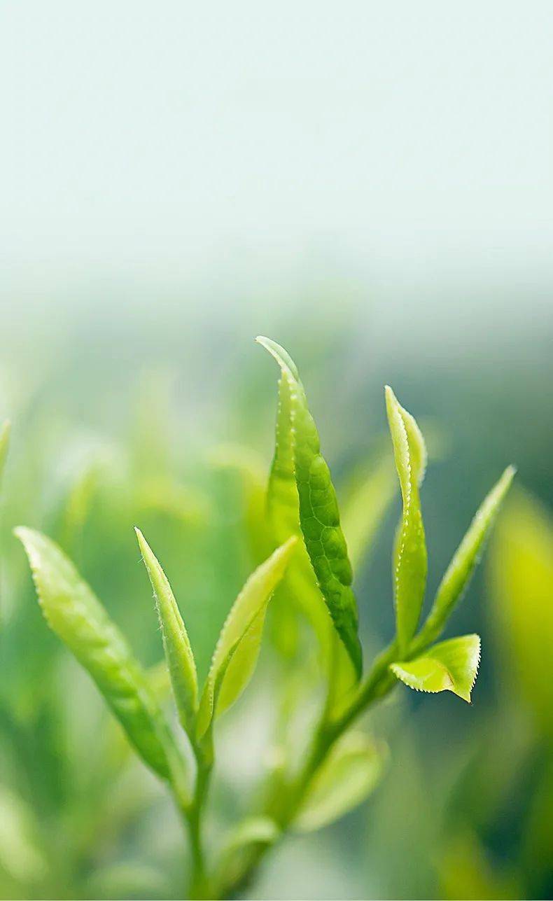 我们已把此时节上好的春茶,给你悉心准备好了,且花片刻时间知晓其味.