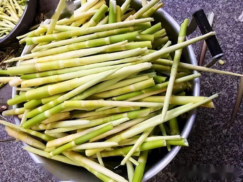 笋是什么时候种植的 4af36af3a3c94d24bd213e9ff7081a5a.jpeg