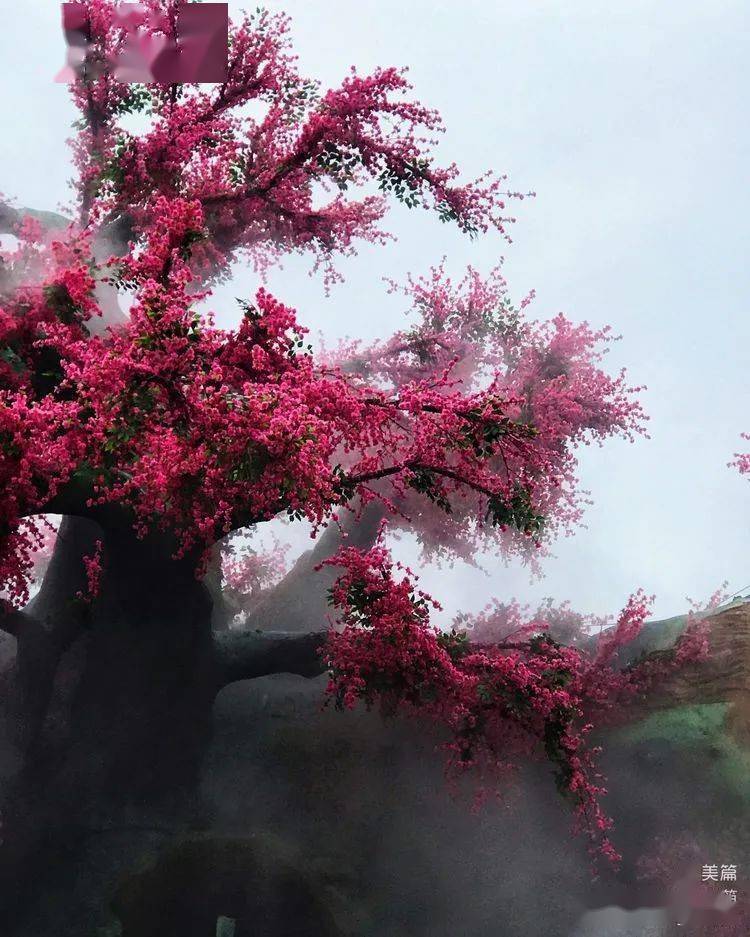 千年山桃树图片图片