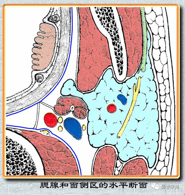 以下颌后静脉与胸锁乳突肌内侧的连线(或面神经)为界分为深叶和浅叶