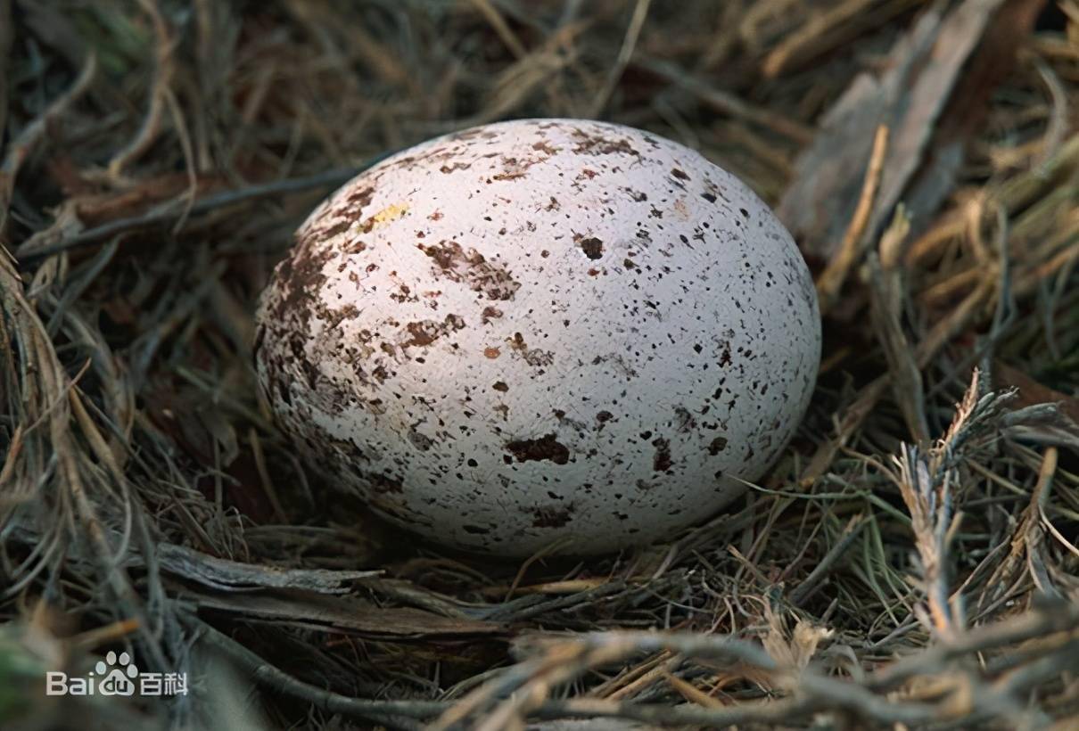 金雕卵第一枚卵产出后即开始孵卵由雌雄金雕轮流孵卵孵化期45天3个月