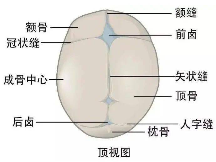 其实只要胎儿发育成熟,头骨都是硬的