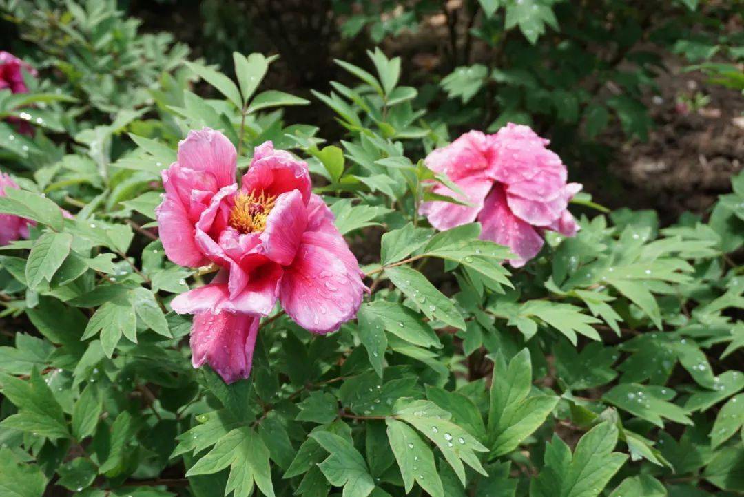 百花丛中最鲜艳中山公园的牡丹花开得可美了