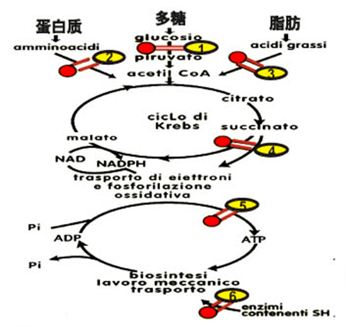 当代森锰锌被溶于水时,代森锰锌分解为亚乙基双异硫氰酸酯硫化物(ebis