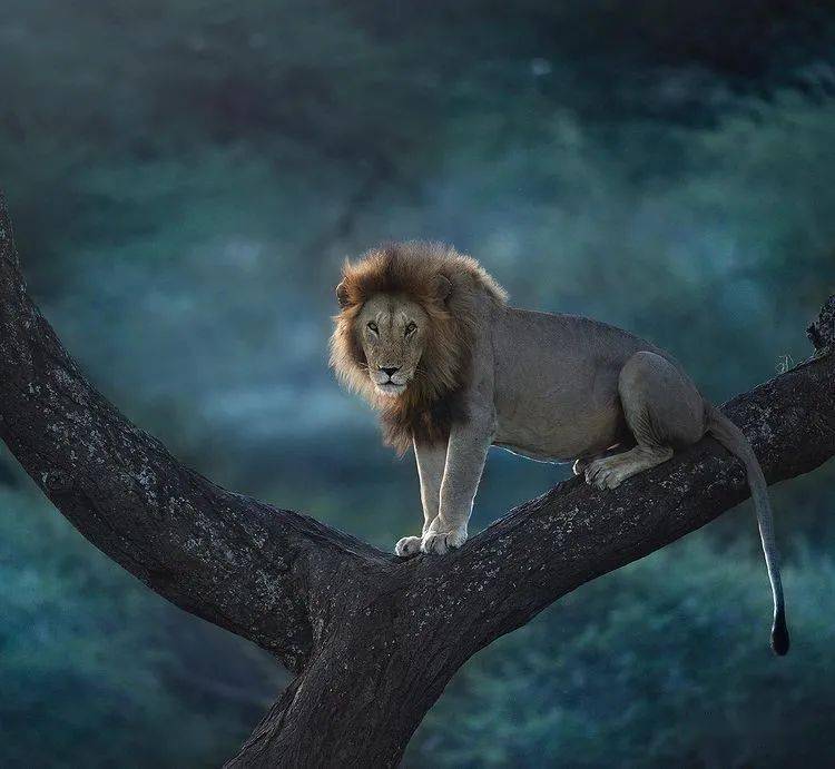 野性和力量之美美国国家地理摄影师的顶级野生动物作品下