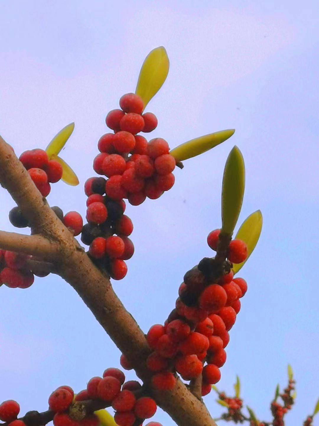 滿樹紅果饞嗎