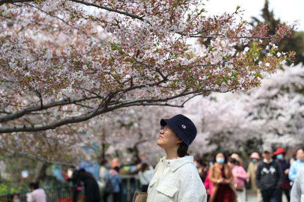 青岛：花开四月 踏春赏樱
