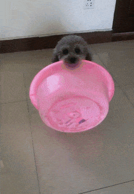 四只狗狗叼着饭盘等开饭,最后这位也太过分了吧!_饭盆