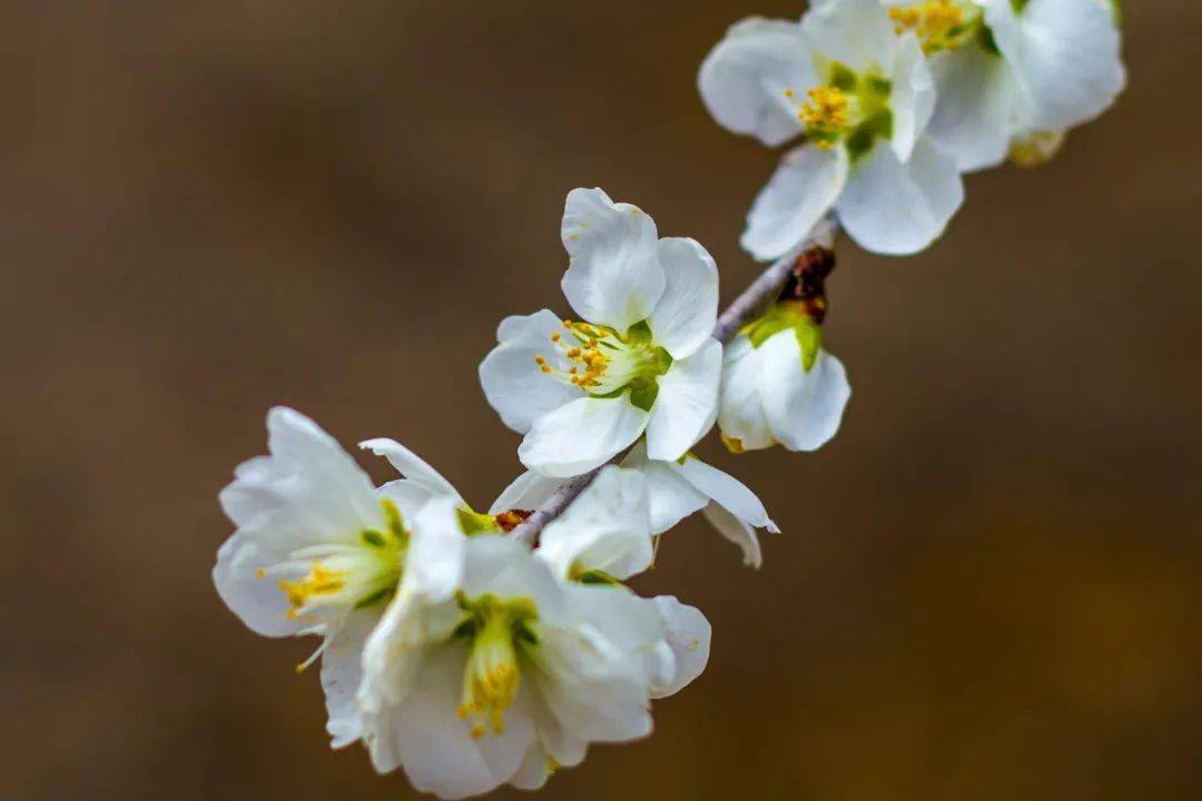 進入四月 正逢迎春花,桃花,杏花盛開 烏市的公園,廣場,街道 桃花和