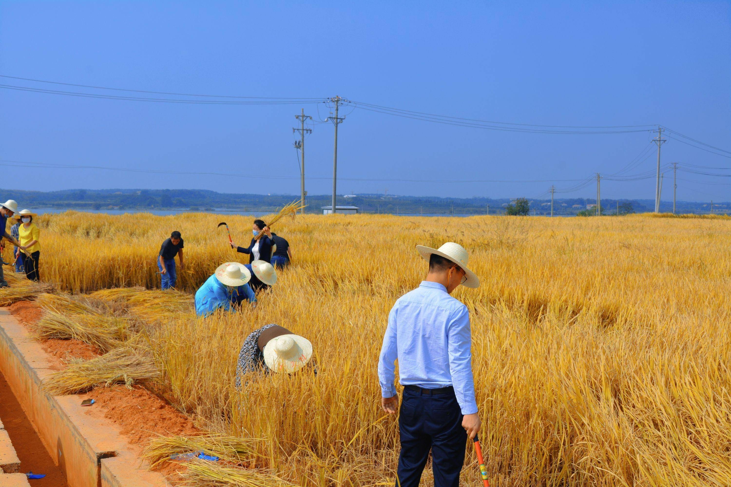 旱地里长出好水稻光谷国企以科技赋能全省乡村振兴