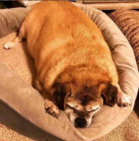 狗子胖成球,被认为"活不过2个月",可一年后.