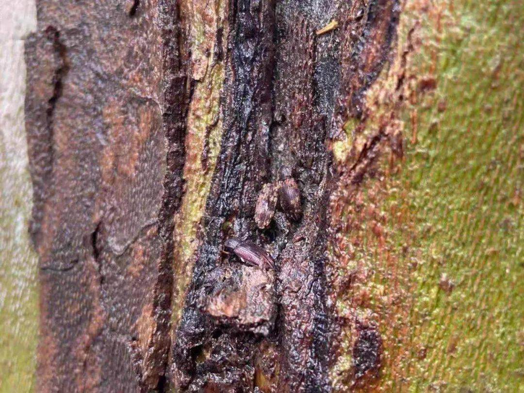 知识| 萧山给2050棵法国梧桐投放了"虫子",这是在干嘛?