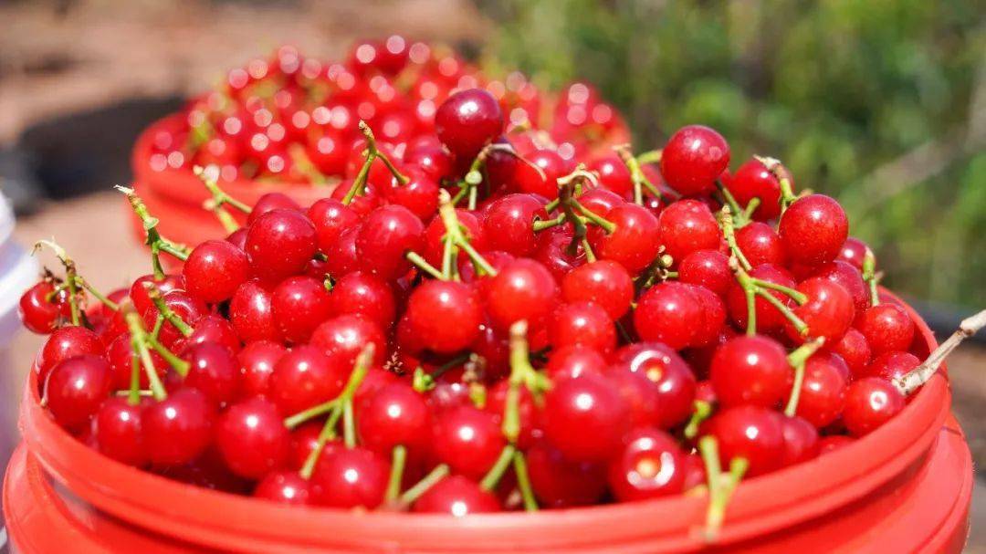 把汉源带回家:樱桃红艳艳,八方客商慕名来_销售