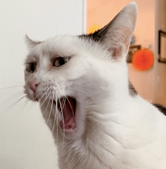 当一只猫长出了地包天谢谢有被丑到