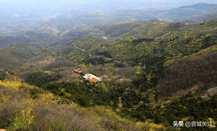 晋城晋普山上连翘花正在盛开太壮观了