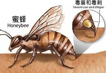 一根刺,一条命!这些自救技能一定要学会