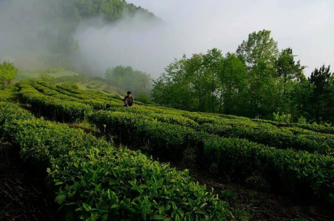 紫阳:幸福的茶歌唱起来_焕古镇
