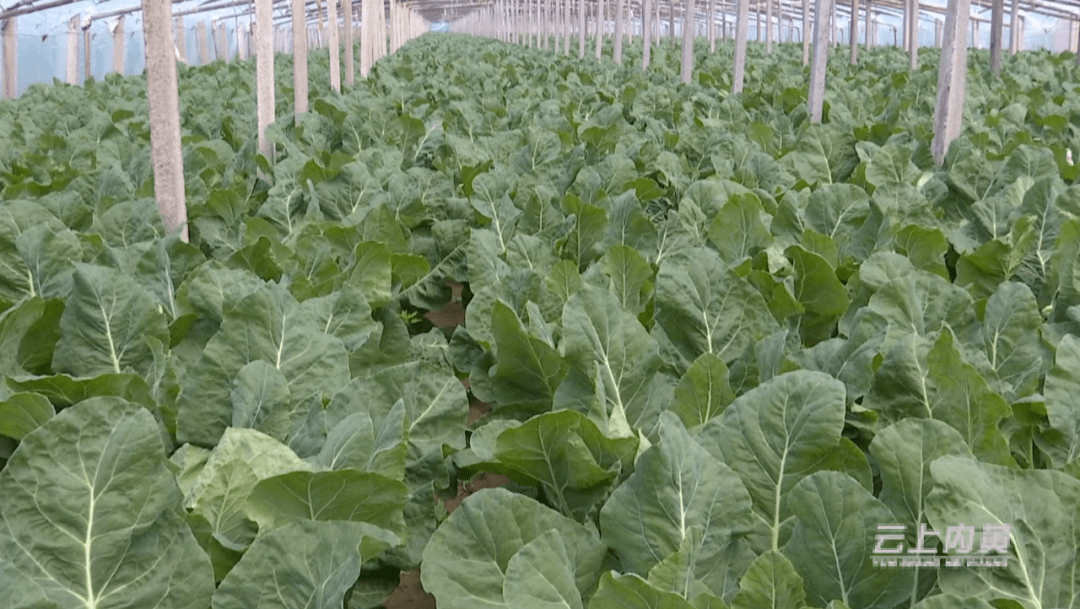 带领群众外出参观学习反季节有机菜花订单农业种植模式,并通过在示范