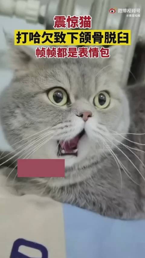 小猫打呵欠下巴脱臼变表情包网友 以为按下暂停键 猫咪 小猫打呵欠下巴脱臼变表情包网友 以为按下暂停键 猫咪