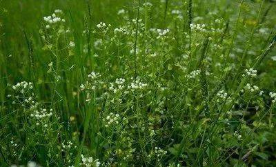 三月三桃江地菜子煮鸡蛋还可做擂茶