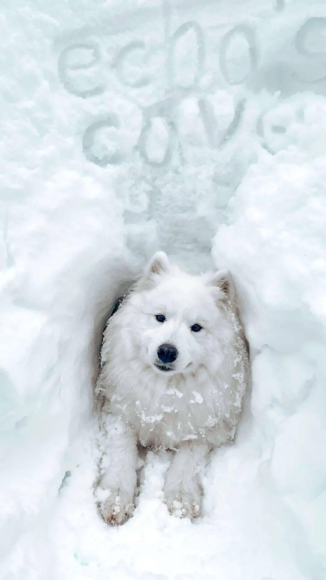 薩摩耶在雪地狂奔的樣子原來是這樣的