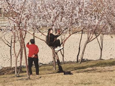 【曝光台】春花正烂漫 上树很难看