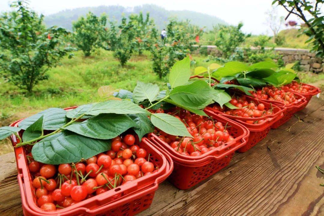 美味又美丽的梁弄樱桃熟了