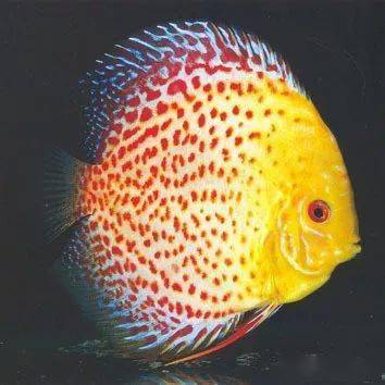七彩神仙鱼品种 种类图片