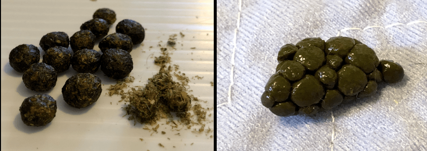 兔子排泄的普通粪便(左)与软便(右)对比 