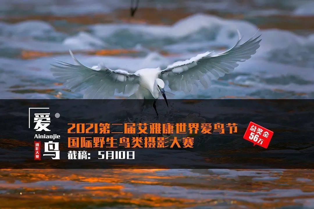 原创总奖金56万 | 2021第二届艾雅康世界爱鸟节国际野生鸟类摄影大赛