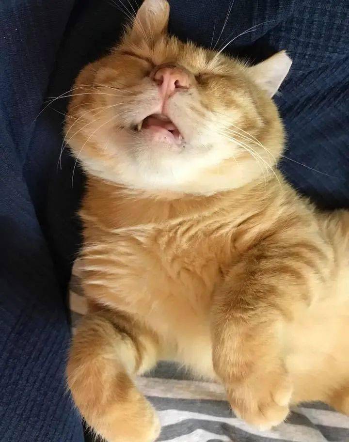 这只靠睡姿走红的橘猫这就是睡神本神吧