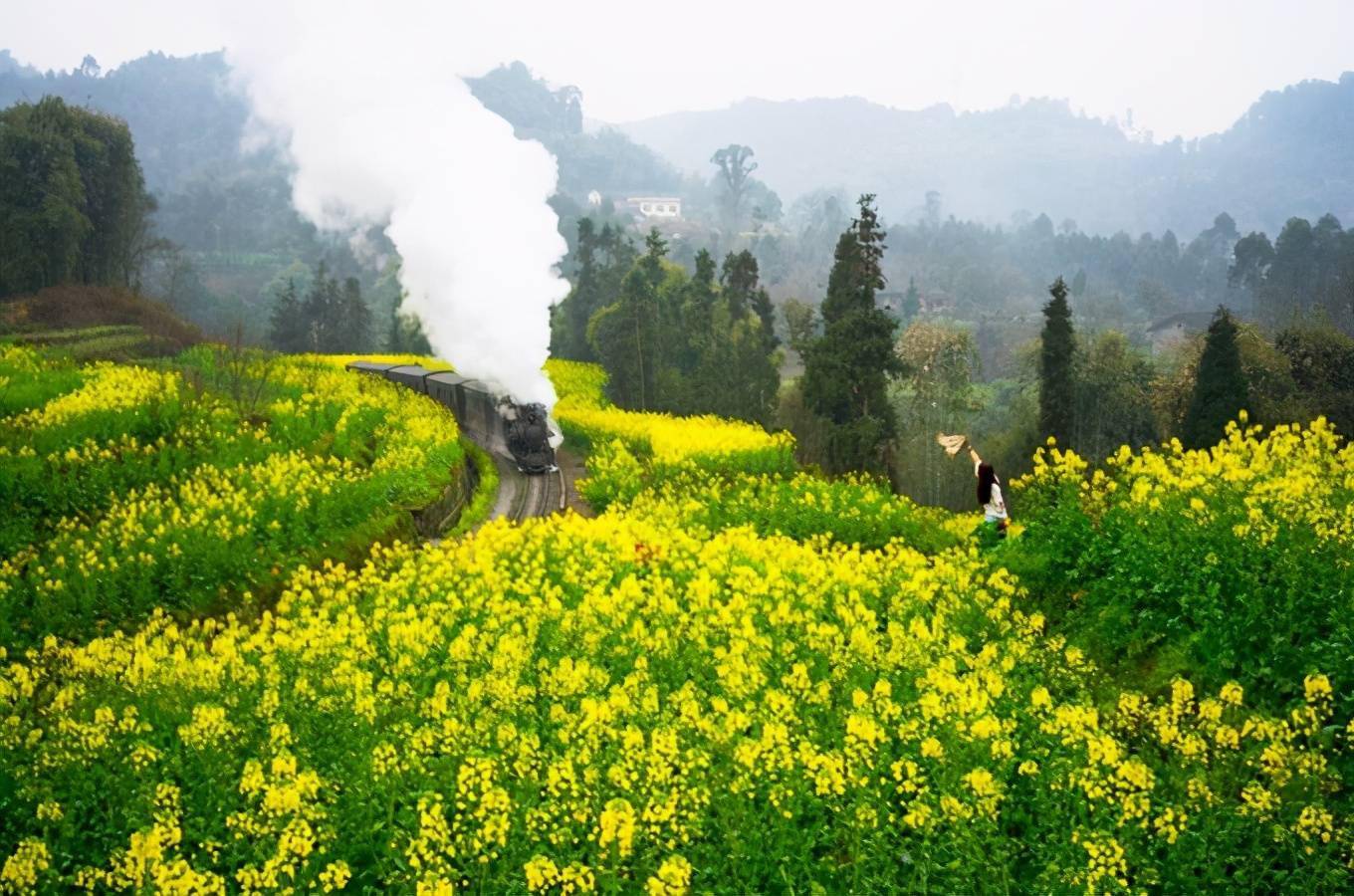 四月嘉阳油菜花花开正绚烂小火车从花丛中奔驰而来美若仙境